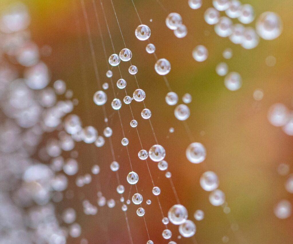 No More Artificial Webs: Living From The Reality Of Who We Are In Christ 6 Photo Credit: Trevor Gerzen, Unsplash.